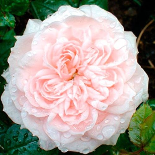 Rozenstruik - Webwinkel - Rosa Special Friend - geurloze roos - Stamroos – Kleine bloemen - roze - Gordon Kirkham compacte kroonvorm - 0